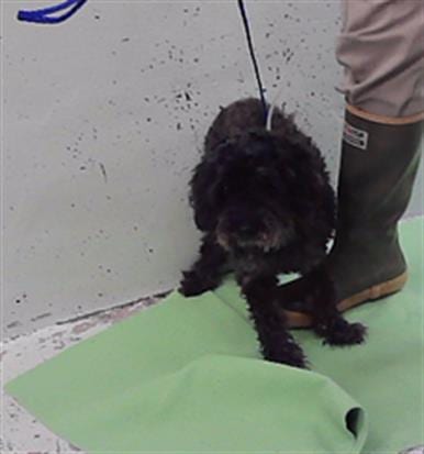 Photo of Rocky, adoptable senior Poodle (Miniature) in Houston, Texas