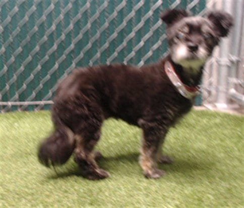 Photo of A5799571, adoptable senior Terrier in Downey, California