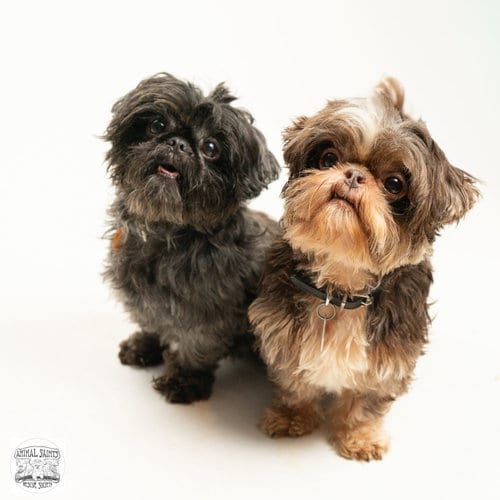 Photo of Tollie & Walter - Bonded Pair, adoptable senior Shih Tzu in Fort Montgomery, New York