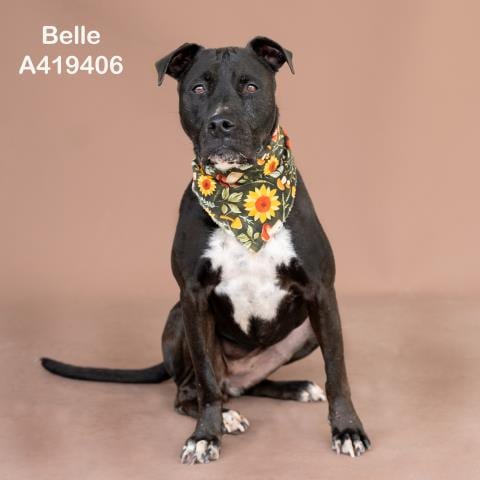Photo of Belle, adoptable senior Pit Bull Terrier in Conroe, Texas