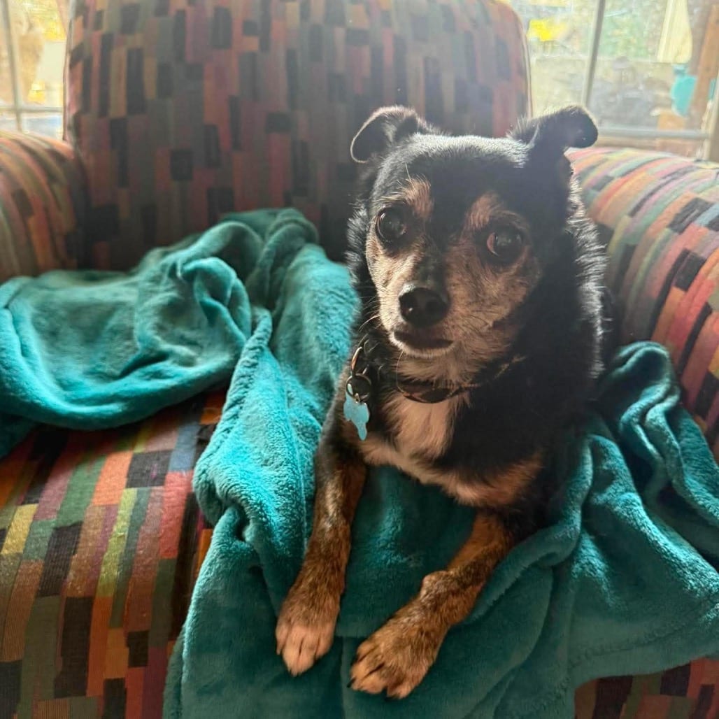 Photo of Tico, adoptable senior Chihuahua, Short Coat / Terrier, Jack Russell in Bend, Oregon