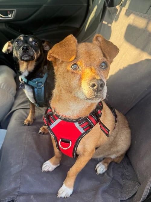 Photo of Gonzo, adoptable senior Chihuahua in Newport Beach, California