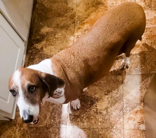 Photo of Huckleberry, adoptable senior Basset Hound in Milmay, New Jersey