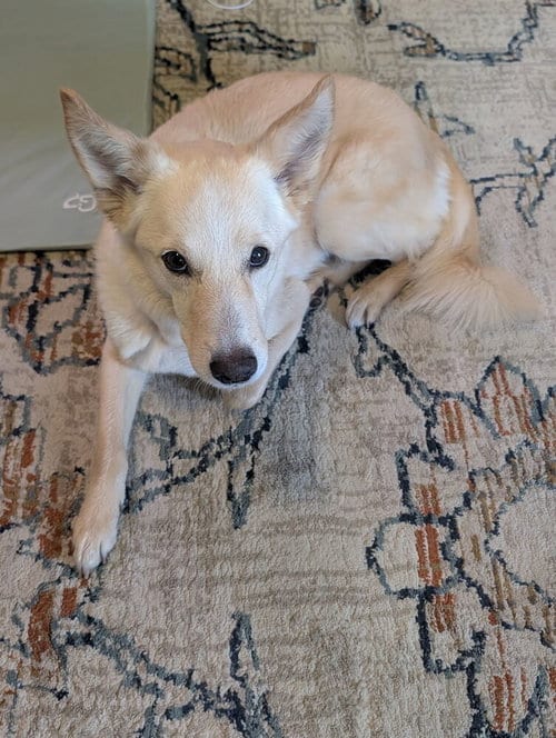 Photo of Treble, adoptable senior German Shepherd Dog in Bellingham, Washington