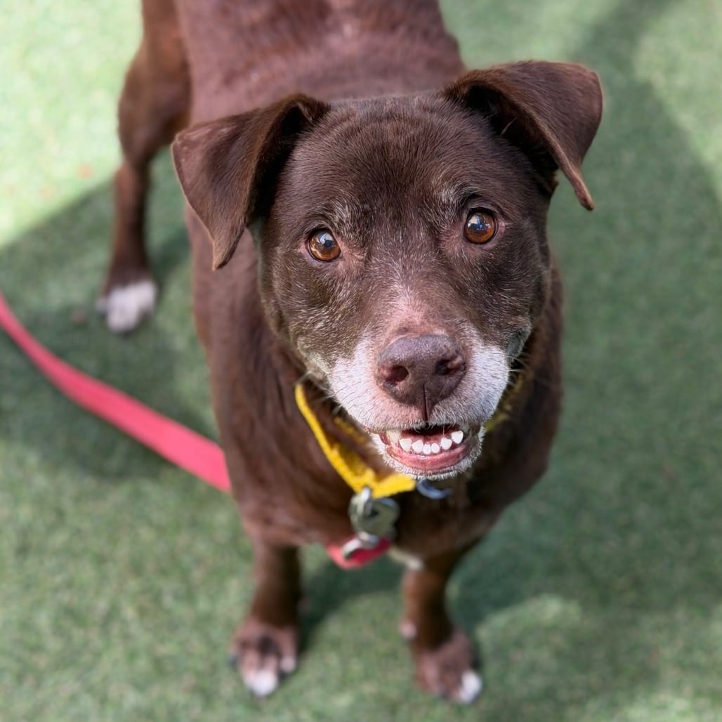 Photo of Mr. Nick, adoptable senior Mixed Breed (Medium)