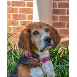 Photo of Jolene, adoptable senior English (Redtick) Coonhound in Irmo, South Carolina