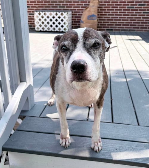 Photo of Nana Buttercup, adoptable senior American Bulldog in New Oxford, Pennsylvania