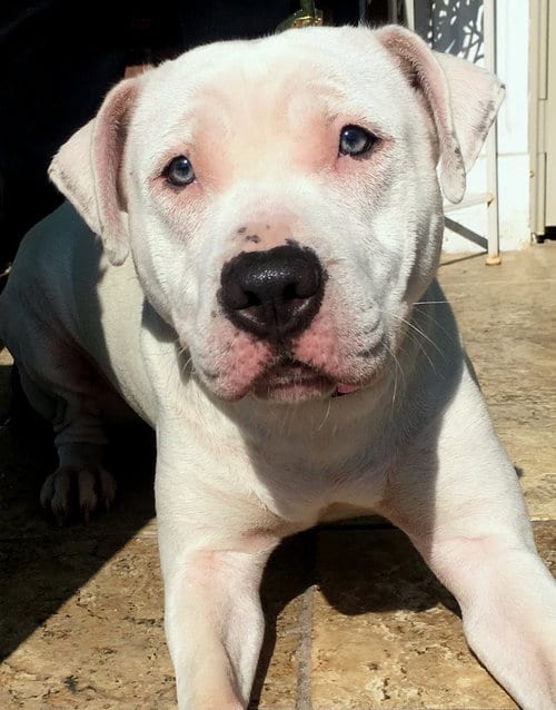Savannah, adoptable senior American Pit Bull Terrier in Staten Island, NY