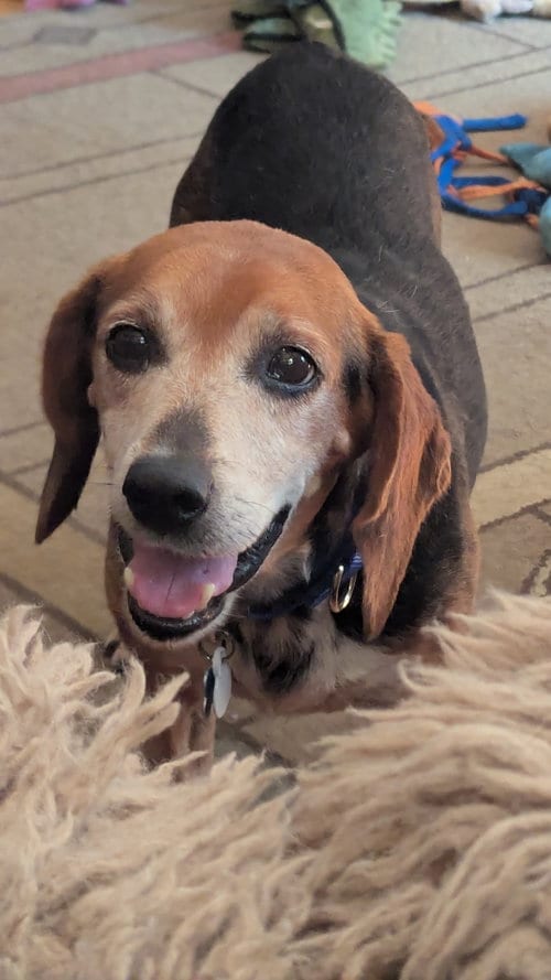 Photo of Gramps, adoptable senior Beagle in Plainfield, Illinois