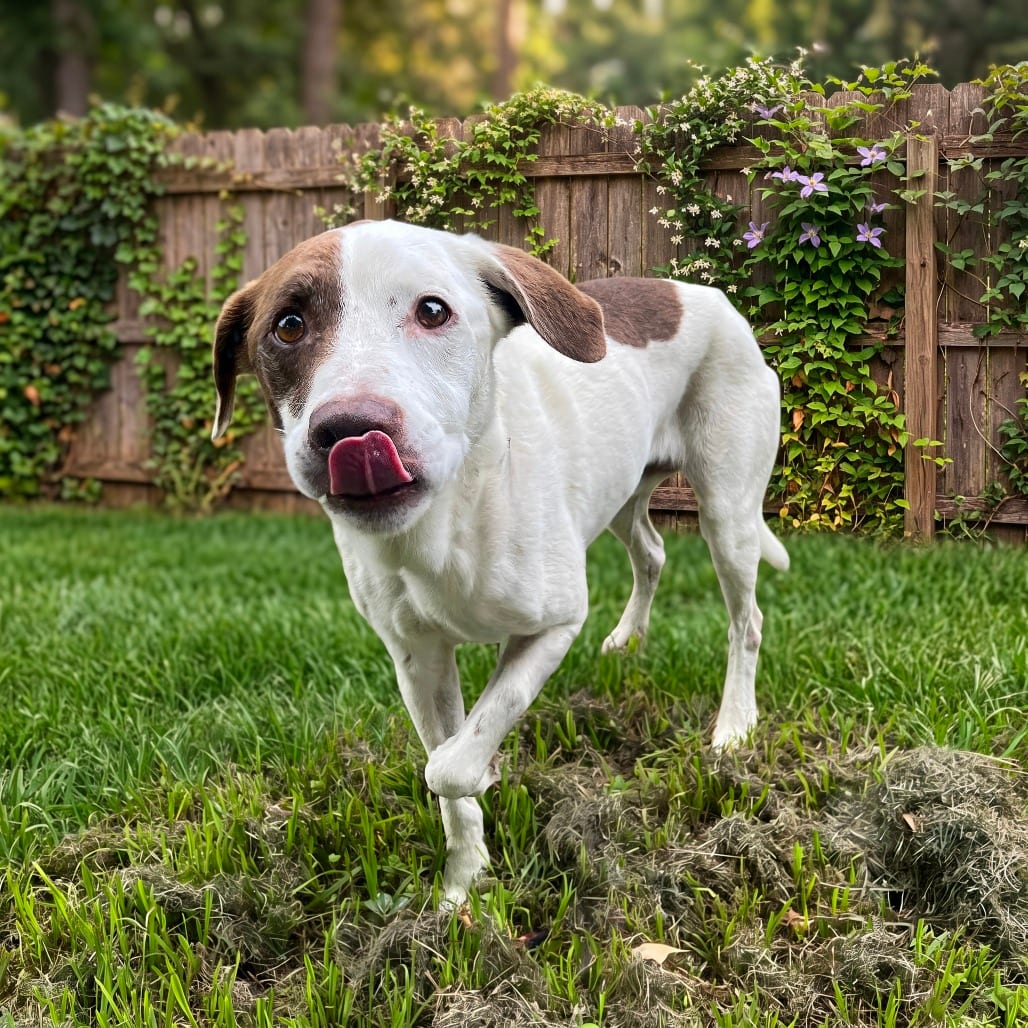 Photo of Manu, adoptable senior Shepherd, Australian / Mix in Weatherford, Texas