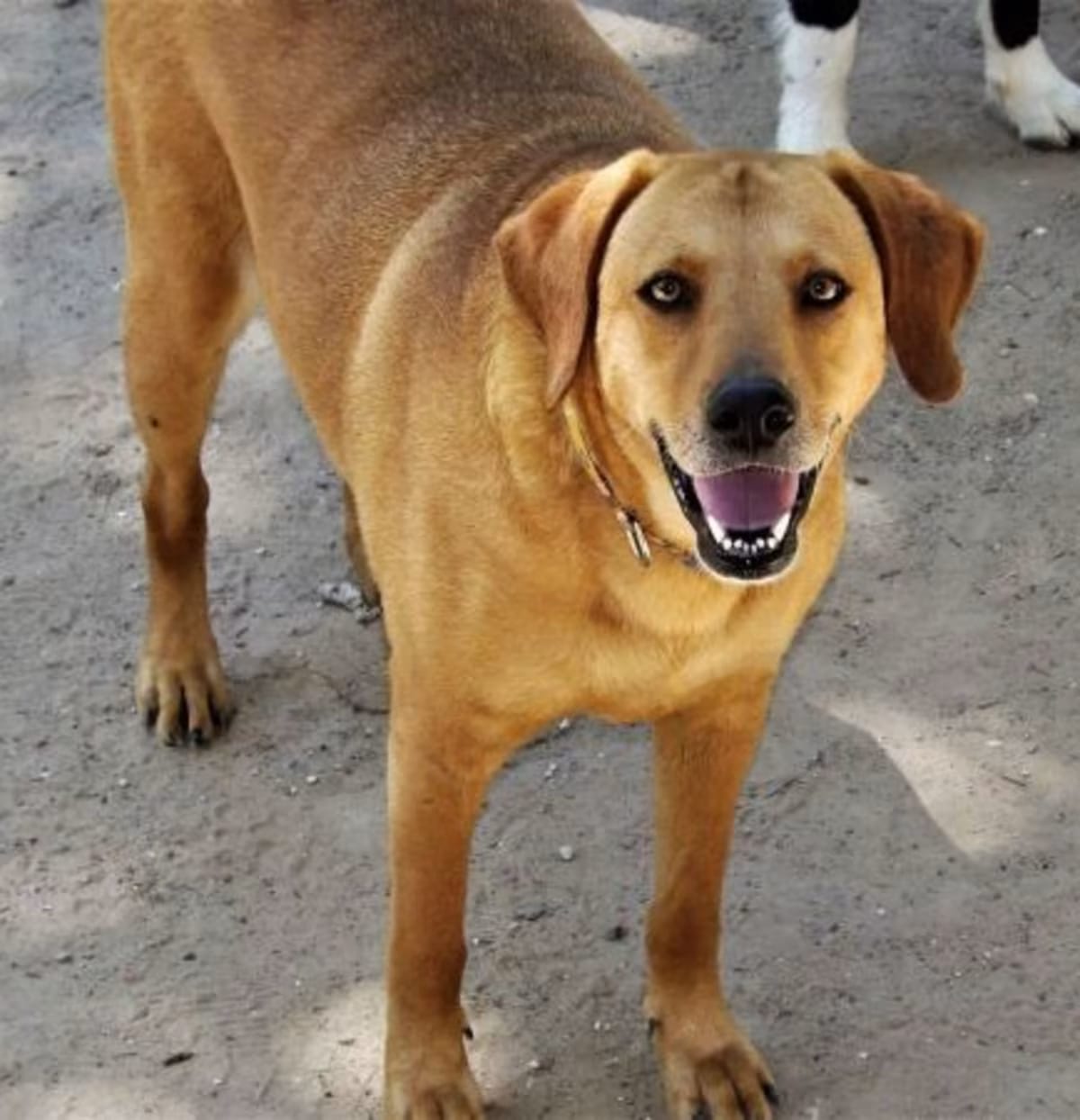 Photo of Mae, adoptable senior Golden Retriever/Labrador Retriever in Brewster, New York