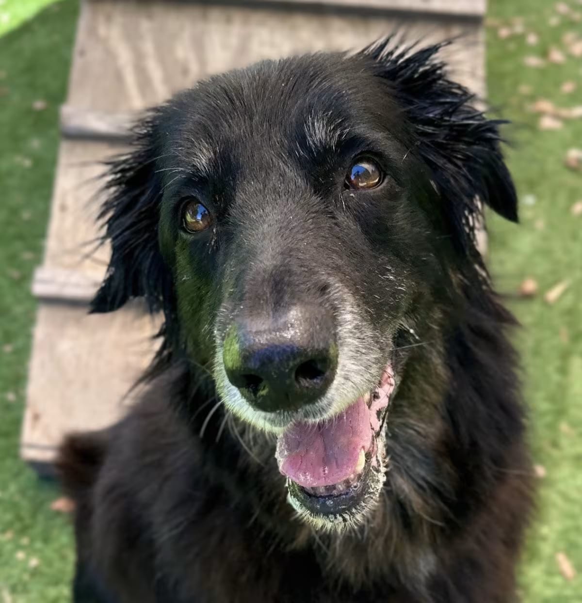 Photo of Ruth, adoptable senior Shepherd (Unknown Type) in Dublin, California