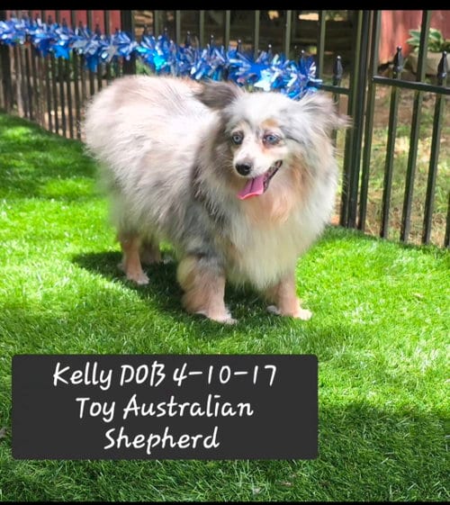 Photo of kelly, adoptable senior Australian Shepherd in York, South Carolina