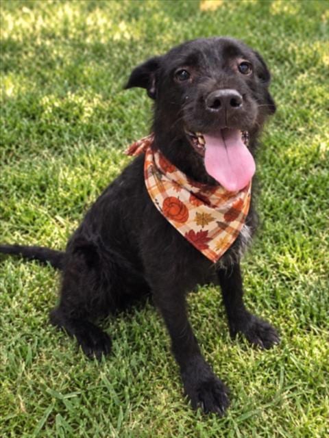 Photo of Wednesday, adoptable senior Patterdale Terrier (Fell Terrier) in Clinton Township, Michigan