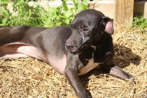 Khaula, adoptable senior American Bulldog in Jackson, MS