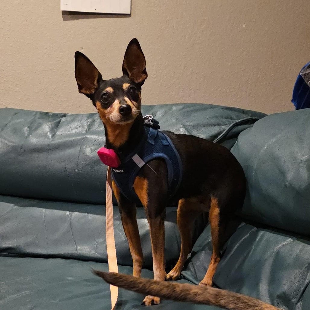 Photo of Riley D12723, adoptable senior Pinscher, Miniature in Princeton area, Minnesota