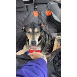 Photo of Rocco, adoptable senior German Shepherd Dog in Baton Rouge, Louisiana