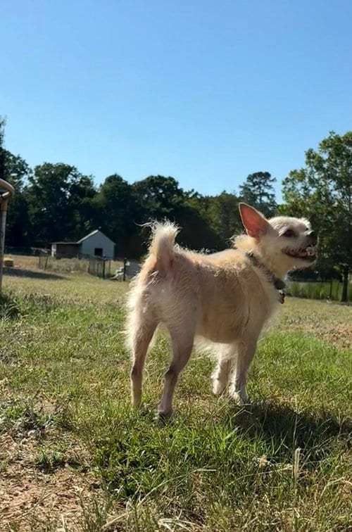 Photo of Mr Pepper, adoptable senior Terrier in Holly Springs, North Carolina