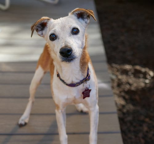 Photo of Penny, adoptable senior Jack Russell Terrier in Sequim, Washington