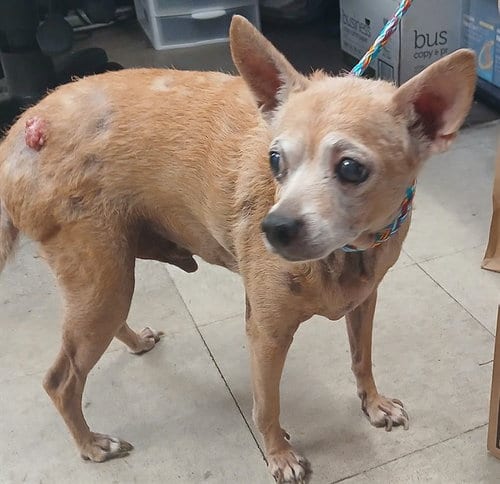 Photo of Paco, adoptable senior Chihuahua in Lodi, California