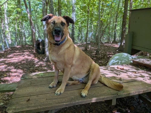 Photo of Brandie, adoptable senior German Shepherd Dog in McCormick, South Carolina