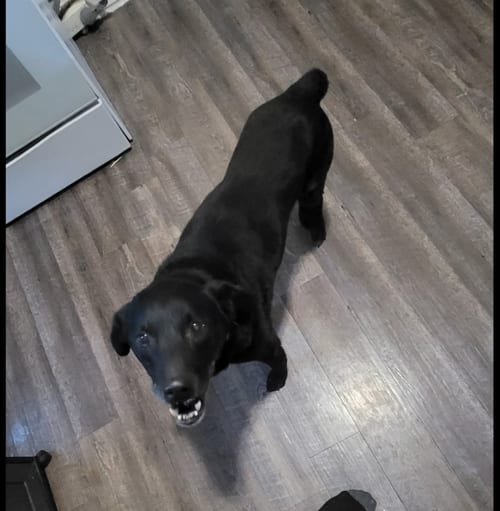 Photo of Wrongway Freeway, adoptable senior Border Collie in MIDWAY, Utah
