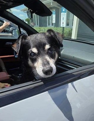 Photo of Reggie, adoptable senior Rat Terrier in San Antonio, Texas