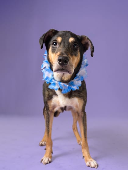 Photo of Statler, adoptable senior dog in Atlanta, Georgia