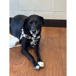 Photo of Lucy, adoptable senior Labrador Retriever in Baton Rouge, Louisiana
