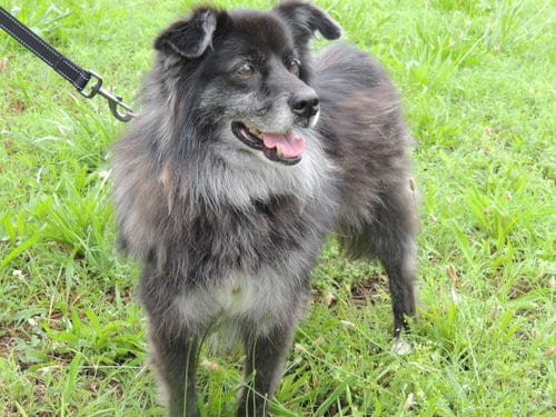 Photo of Beautiful Beckett, adoptable senior Australian Shepherd in Sussex, New Jersey