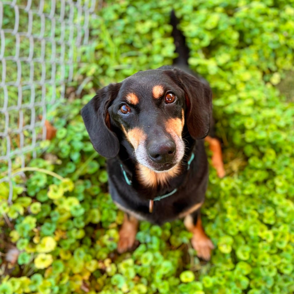 Photo of Hugo, adoptable senior Hound, Basset / Mixed Breed (Medium) in Nashville, Indiana