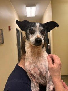 Photo of Oreo, adoptable senior Terrier in Lee's Summit, Missouri