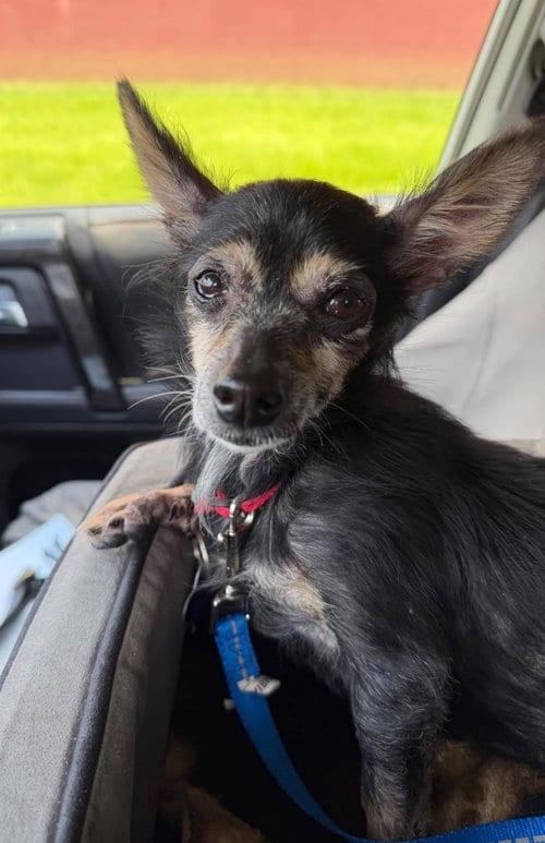 Photo of Stella B., adoptable senior Chihuahua in Ellijay, Georgia