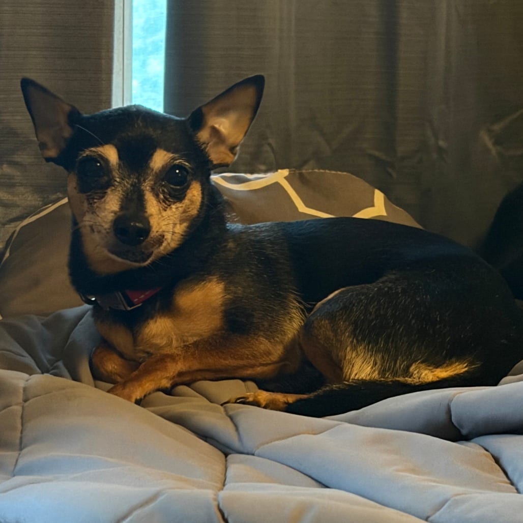 Photo of Rocksie - Home to Home, adoptable senior Chihuahua, Short Coat in South Elgin, Illinois