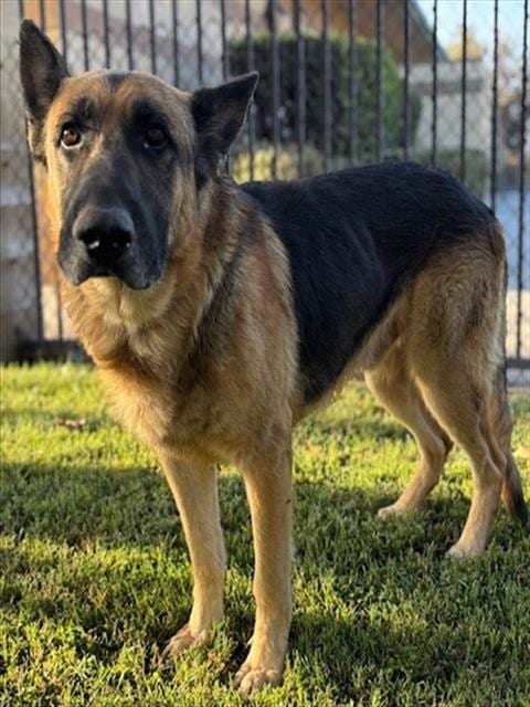 Photo of Parker, adoptable senior German Shepherd Dog in Riverside, California