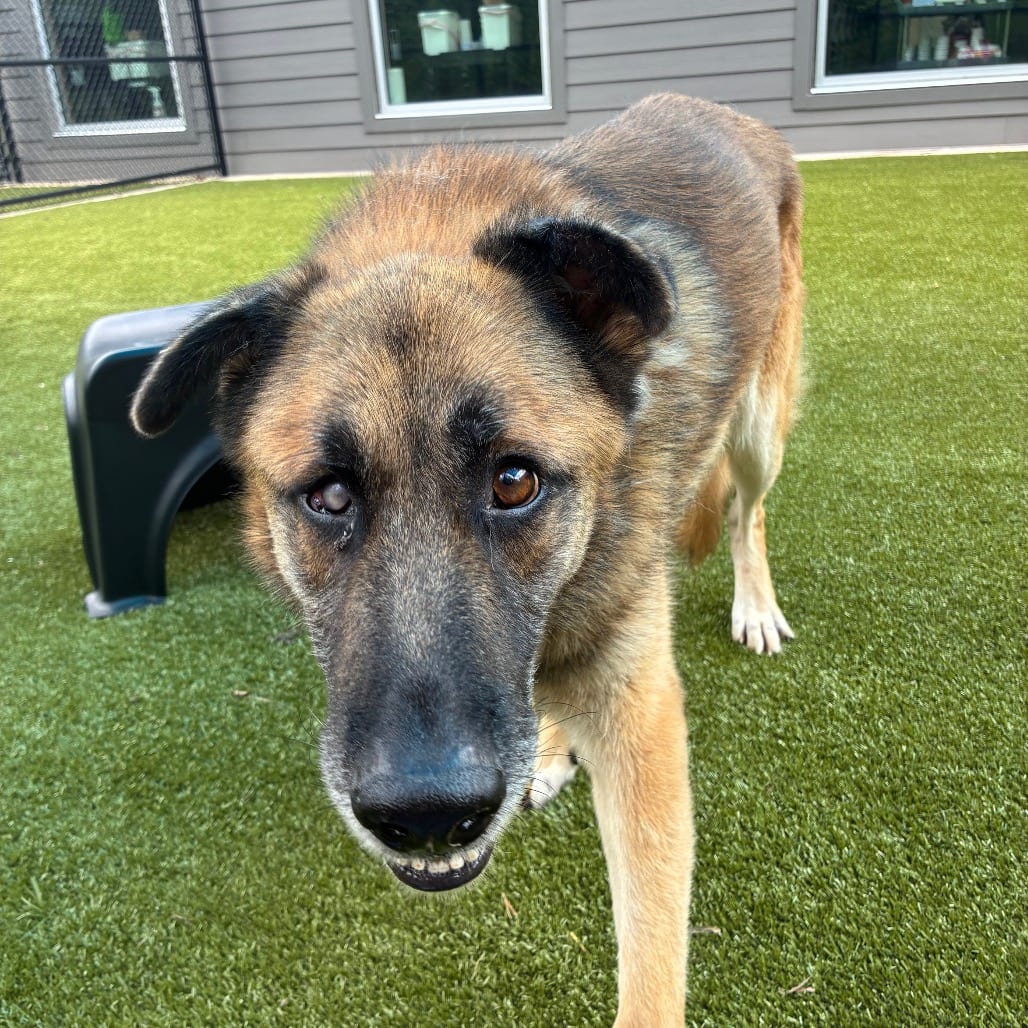 Photo of Erc, adoptable senior Shepherd, German in Greensboro, North Carolina