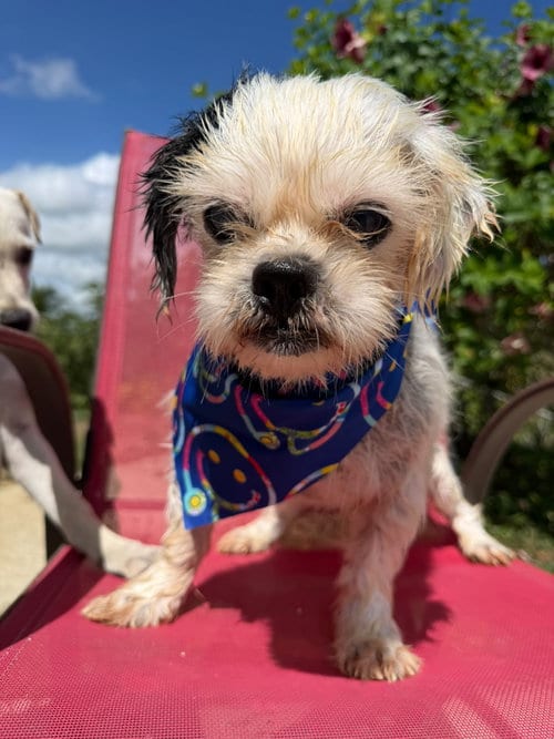 Photo of Aurelio, adoptable senior Shih Tzu in Albion, New York