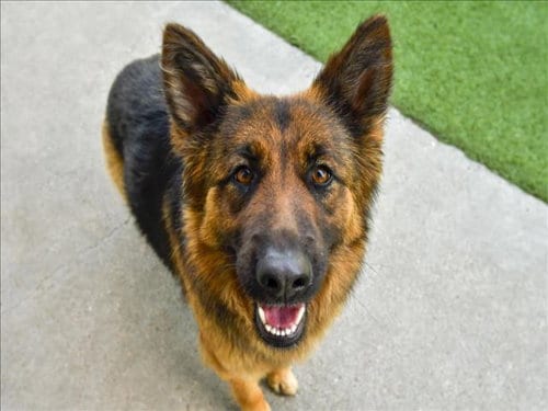 Photo of Roxy, adoptable senior German Shepherd Dog in Dallas, Texas