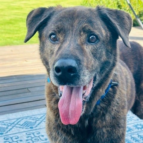 Photo of Scooby, adoptable senior Rottweiler / Shepherd in Jackson County, Oregon