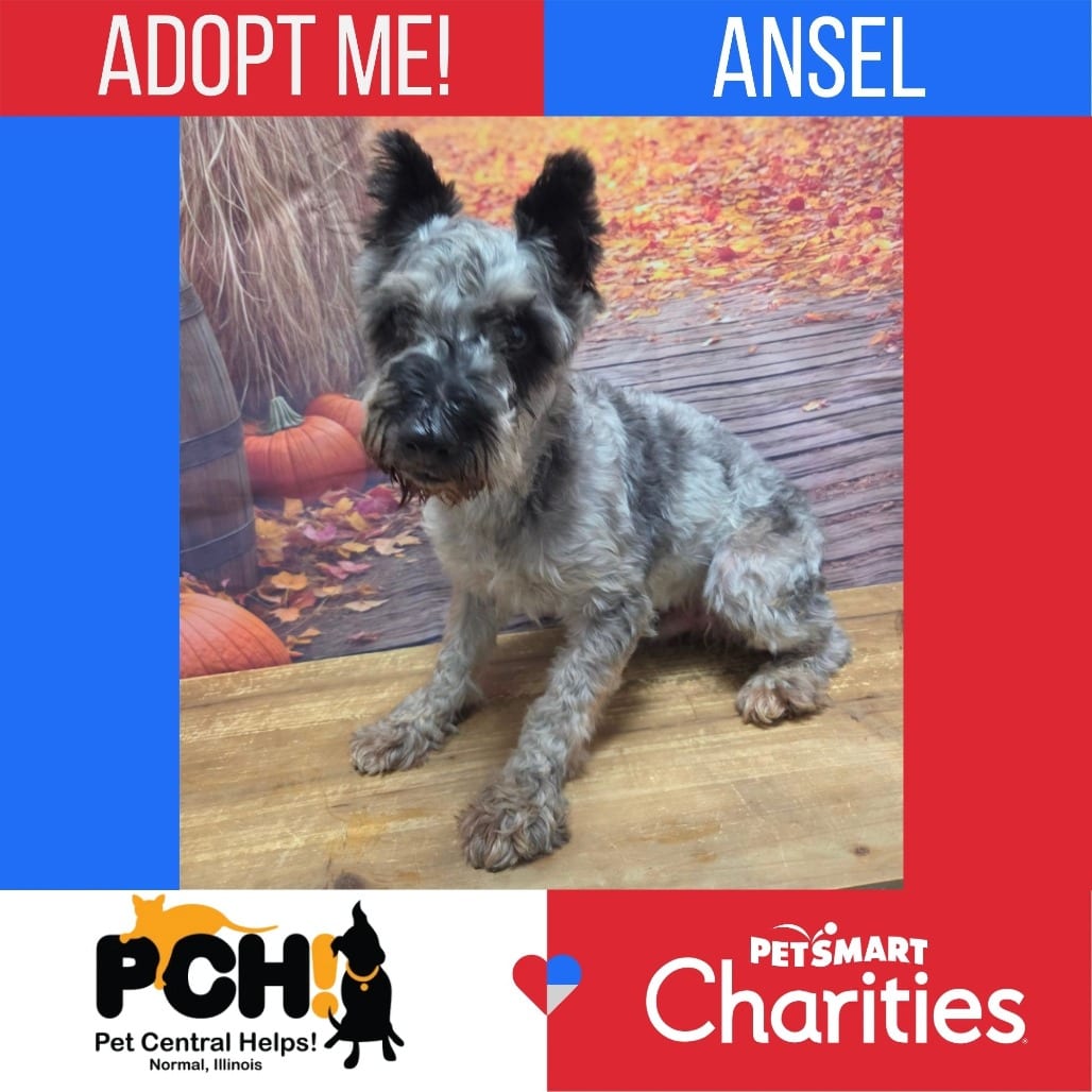 Photo of Ansel, adoptable senior Schnauzer, Miniature in Normal, Illinois