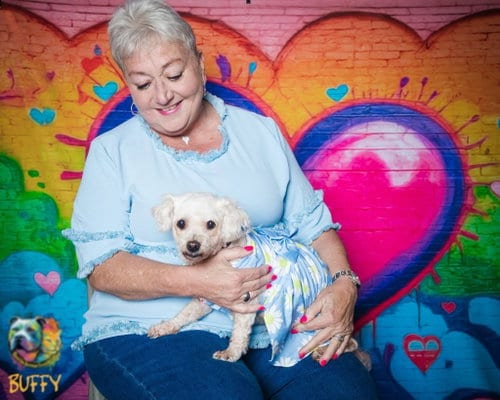 Photo of Buffy, adoptable senior Maltese in Cincinnati, Ohio