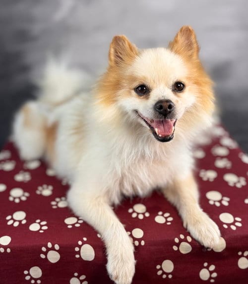 Photo of Blaine, adoptable senior Pomeranian in Garland, Texas