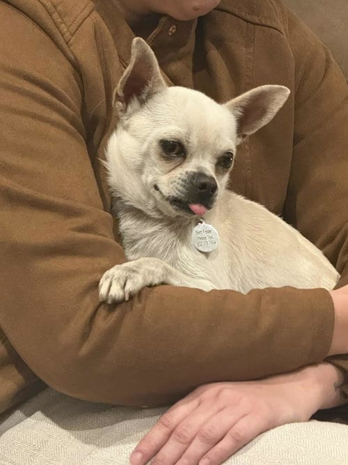 Photo of Dominic, adoptable senior Chihuahua in Princeton, Minnesota