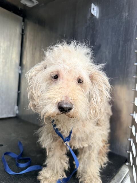 Photo of Lucy, adoptable senior Maltese in San Antonio, Texas
