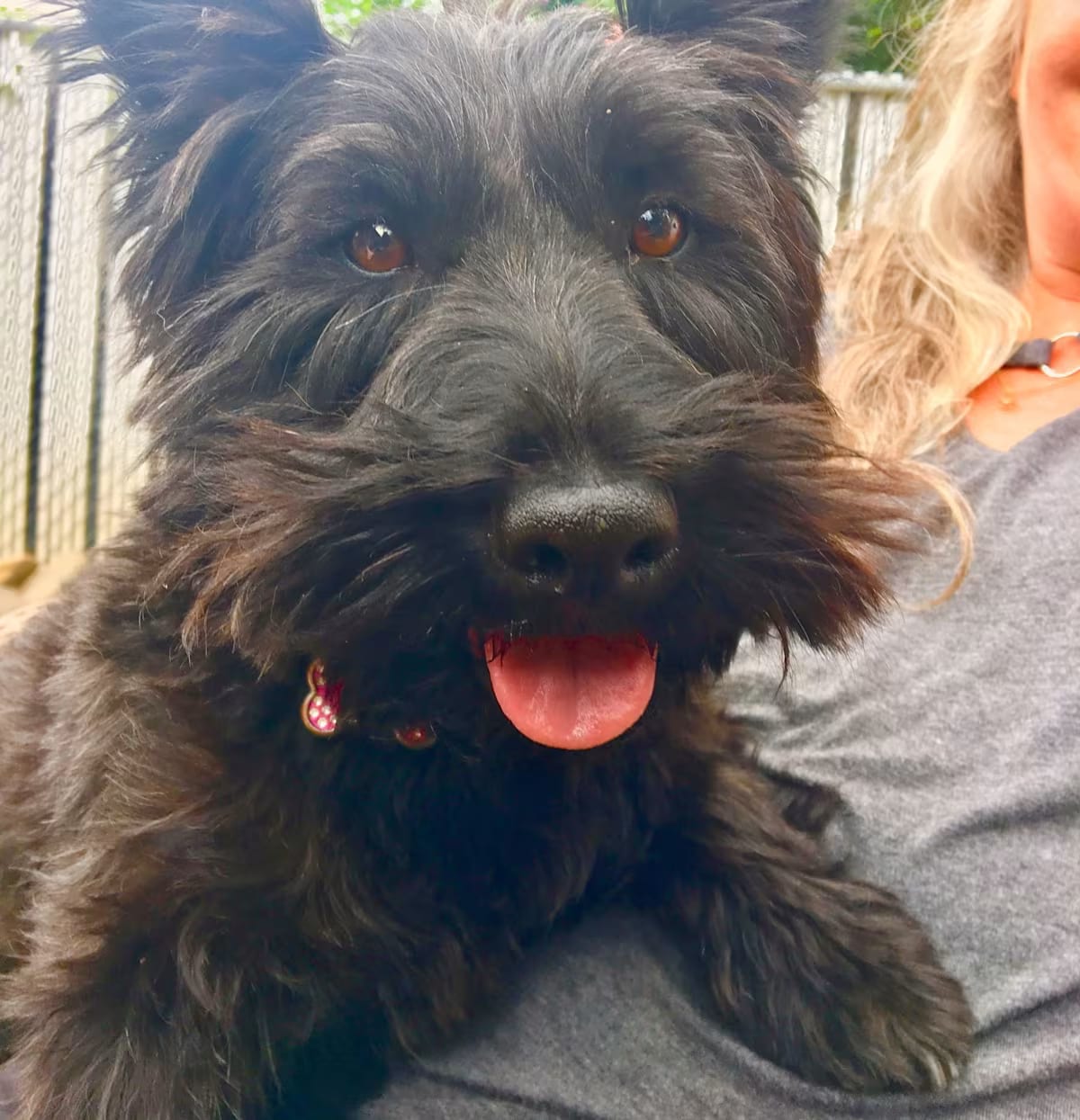 Photo of Zoey, adoptable senior Scottie, Scottish Terrier in PORTLAND, Oregon