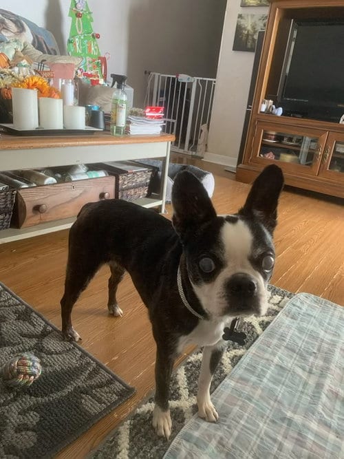 Photo of Khloe - HOSPICE FOSTER, adoptable senior Boston Terrier in Plano, Texas