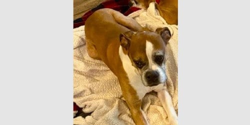 Photo of Moose V, adoptable senior Boxer in Austin, Texas