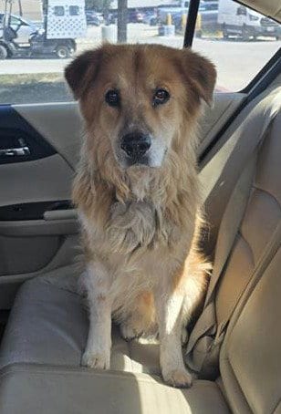 Photo of Fluffy, adoptable senior Chow Chow in San Antonio, Texas