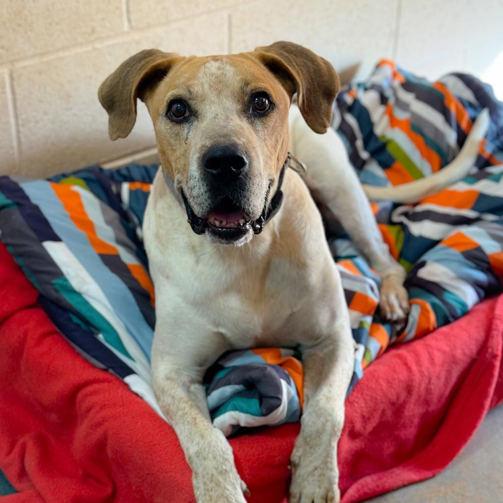 Photo of Titus, adoptable senior Hound / Mix in Kanab, Utah