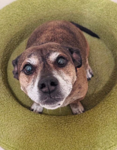 Photo of Tiger #3, adoptable senior American Staffordshire Terrier in Chandler, Arizona